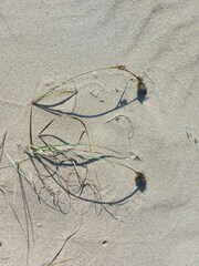 Carex sabulosa