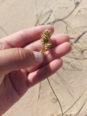 Carex sabulosa