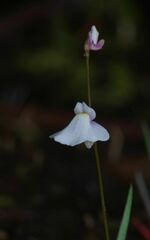 Utricularia tenuissima