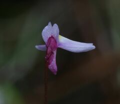 Utricularia tenuissima