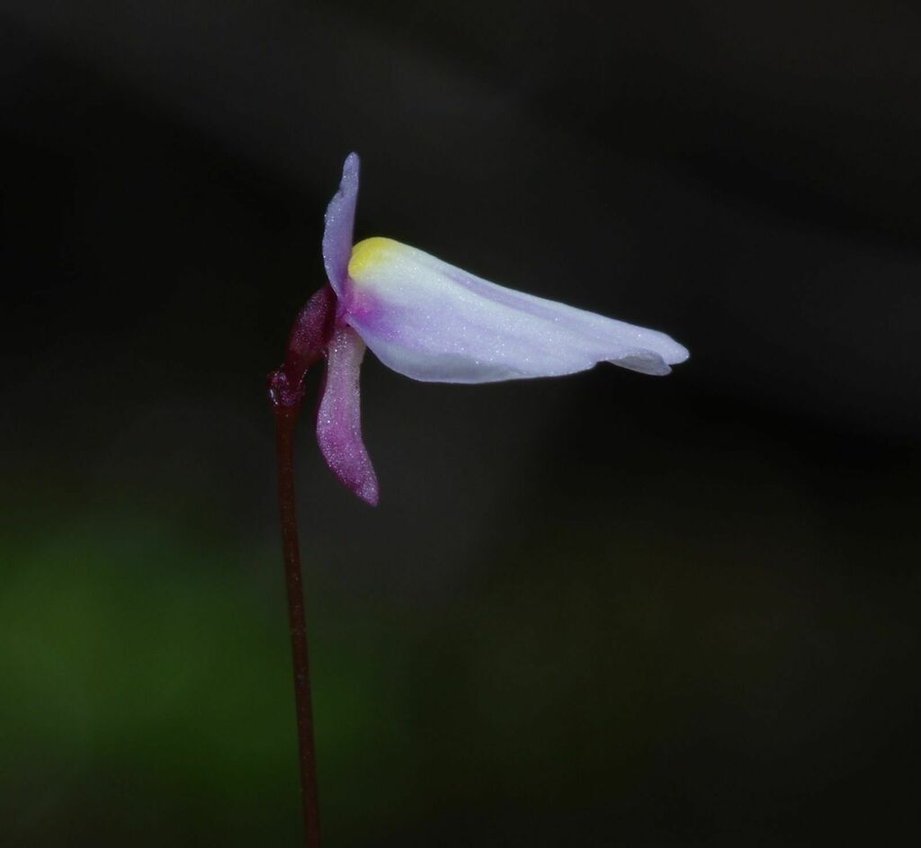 Utricularia tenuissima Tutin