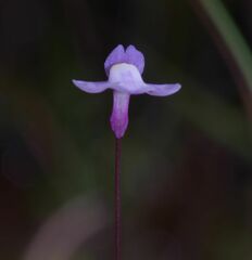 Utricularia tenuissima