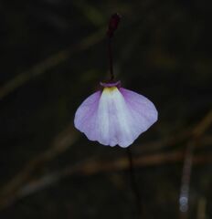 Utricularia tenuissima