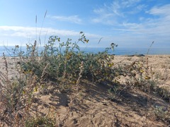 Astragalus sericeocanus