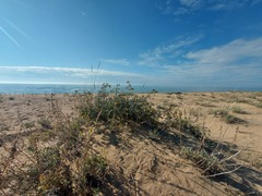 Astragalus sericeocanus