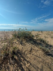 Astragalus sericeocanus
