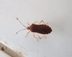 Anasa bellator