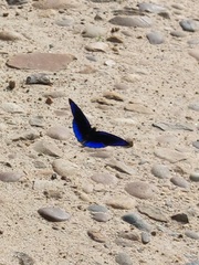 Eunica eurota