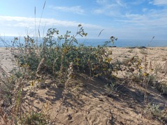 Astragalus sericeocanus