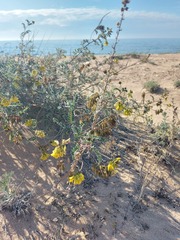 Astragalus sericeocanus