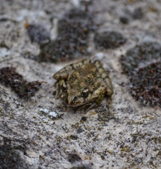 Pelodytes hespericus