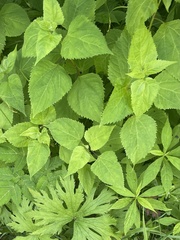 Ageratina roanensis