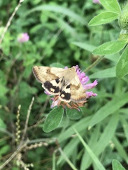 Heliothis adaucta