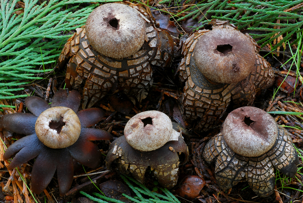 Barometer Earthstars