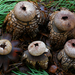 Barometer Earthstars - Photo (c) Christian Schwarz, some rights reserved (CC BY-NC), uploaded by Christian Schwarz
