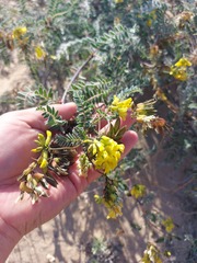 Astragalus sericeocanus