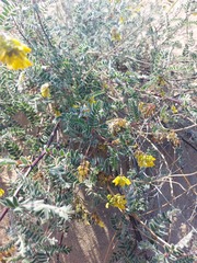 Astragalus sericeocanus