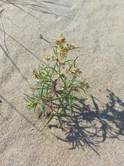 Persicaria angustifolia