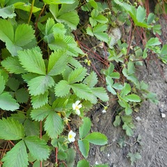 Fragaria vesca bracteata
