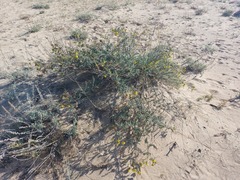 Astragalus sericeocanus