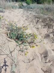 Astragalus sericeocanus