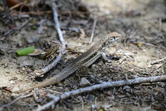 Leiocephalus raviceps