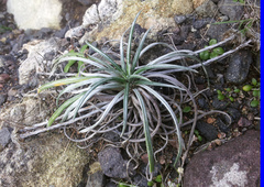 Celmisia major major