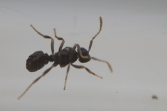 Tetramorium atratulum