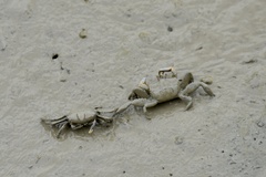 Macrophthalmus tomentosus