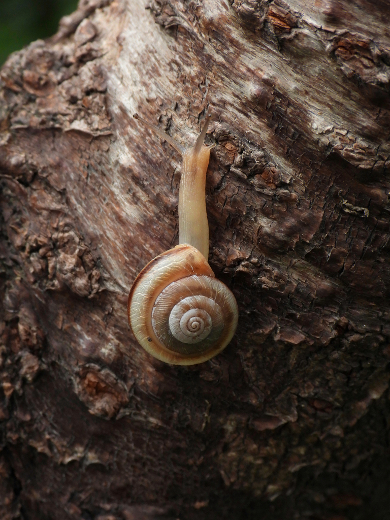 Cathaica fasciola