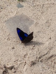 Eunica eurota