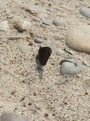 Eunica eurota
