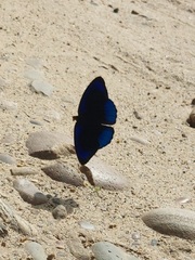 Eunica eurota