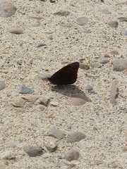Eunica eurota