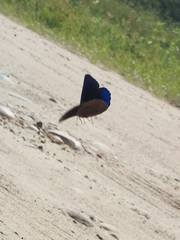 Eunica eurota