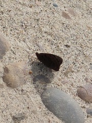 Eunica eurota