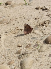 Eunica eurota