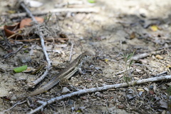 Leiocephalus raviceps