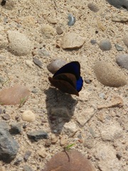 Eunica eurota