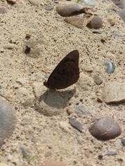 Eunica eurota