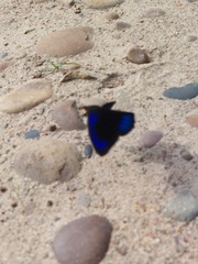 Eunica eurota