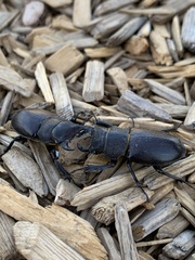 Lucanus mazama