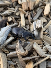 Lucanus mazama