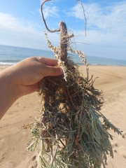 Artemisia ledebouriana
