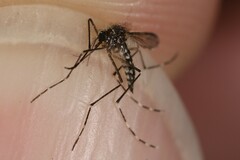 Aedes sierrensis