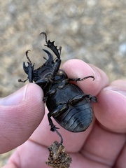 Lucanus mazama