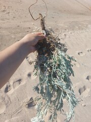 Artemisia ledebouriana