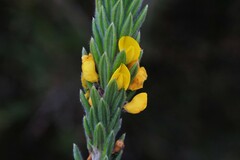 Aotus lanigera