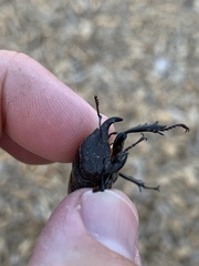 Lucanus mazama
