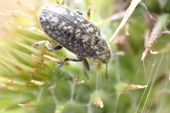 Rhinocyllus